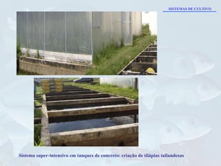Sistema super-intensivo em tanques de concreto: criação de tilápias tailandesas SISTEMAS DE CULTIVO 