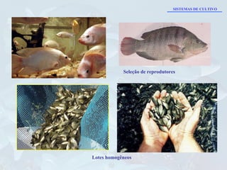 Seleção de reprodutores Lotes homogêneos SISTEMAS DE CULTIVO 