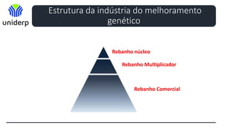 Estrutura da indústria do melhoramento
genético
Rebanho núcleo
Rebanho Multiplicador
Rebanho Comercial
 