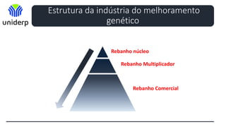 Estrutura da indústria do melhoramento
genético
Rebanho núcleo
Rebanho Multiplicador
Rebanho Comercial
 