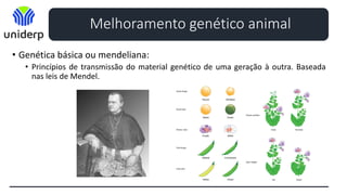 • Genética básica ou mendeliana:
• Princípios de transmissão do material genético de uma geração à outra. Baseada
nas leis de Mendel.
Melhoramento genético animal
 