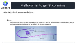 • Genética básica ou mendeliana:
• Gene:
• Segmento de DNA, situado numa posição específica de um determinado cromossomo (loco) e
que participa da manifestação fenotípica de um certo caráter.
Melhoramento genético animal
 