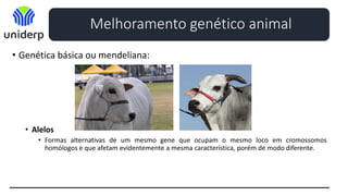 • Genética básica ou mendeliana:
• Gene:
• Segmento de DNA, situado numa posição específica de um determinado cromossomo (loco) e
que participa da manifestação fenotípica de um certo caráter.
• Alelos
• Formas alternativas de um mesmo gene que ocupam o mesmo loco em cromossomos
homólogos e que afetam evidentemente a mesma característica, porém de modo diferente.
Melhoramento genético animal
 