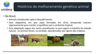 Histórico do melhoramento genético animal
• No Brasil,
• Animais introduzidos após o descobrimento.
• Fase adaptativa, em que raças formadas em clima temperado lutaram
vigorosamente para manter o equilíbrio com o ambiente tropical.
• Essa adaptação seguiu leis muito semelhantes às que regem o trabalho de seleção
natural - os animais foram, na verdade, abandonados aos rigores dos trópicos.
 