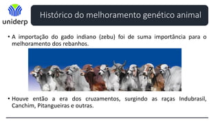 Histórico do melhoramento genético animal
• A importação do gado indiano (zebu) foi de suma importância para o
melhoramento dos rebanhos.
• Houve então a era dos cruzamentos, surgindo as raças Indubrasil,
Canchim, Pitangueiras e outras.
 