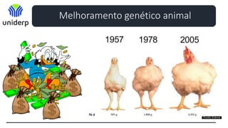 Melhoramento genético animal
 