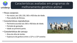 Características avaliadas em programas de
melhoramento genético animal
• Pesos corporais
• Ao nascer, aos 120, 210, 365 e 450 dias de idade.
• Peso adulto de fêmeas.
• Características reprodutivas
• Perímetro escrotal aos 365 e 450 dias de idade.
• Período de gestação.
• Idade ao primeiro parto.
• Características de carcaça
• Área de olho de lombo.
• Espessura de gordura entre a 12ª e a 13ª costelas
 
