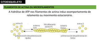 FILAMENTOS DE ACTINA OU MICROFILAMENTOS
A hidrólise de ATP nos filamentos de actina induz ocomportamento de
rolamento ou movimento estacionário.
CITOESQUELETO
 