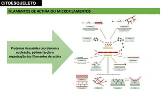 FILAMENTOS DE ACTINA OU MICROFILAMENTOS
Proteínas Acessórias coordenam a
nucleação, polimerização e
organização dos filamentos de actina
CITOESQUELETO
 