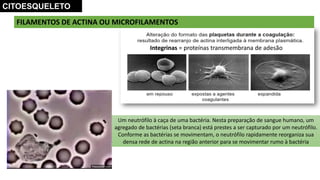 Integrinas = proteínas transmembrana de adesão
FILAMENTOS DE ACTINA OU MICROFILAMENTOS
Um neutrófilo à caça de uma bactéria. Nesta preparação de sangue humano, um
agregado de bactérias (seta branca) está prestes a ser capturado por um neutrófilo.
Conforme as bactérias se movimentam, o neutrófilo rapidamente reorganiza sua
densa rede de actina na região anterior para se movimentar rumo à bactéria
CITOESQUELETO
 