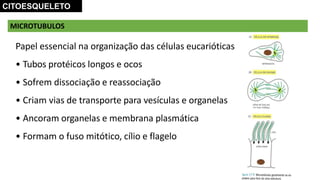 Papel essencial na organização das células eucarióticas
• Tubos protéicos longos e ocos
• Sofrem dissociação e reassociação
• Criam vias de transporte para vesículas e organelas
• Ancoram organelas e membrana plasmática
• Formam o fuso mitótico, cílio e flagelo
MICROTUBULOS
CITOESQUELETO
 