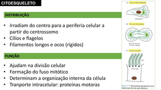 • Irradiam do centro para a periferia celular a
partir do centrossomo
• Cílios e flagelos
• Filamentos longos e ocos (rígidos)
DISTRIBUIÇÃO
CITOESQUELETO
FUNÇÃO
• Ajudam na divisão celular
• Formação do fuso mitótico
• Determinam a organização interna da célula
• Tranporte intracelular: proteínas motoras
 