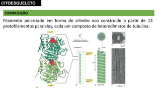 COMPOSIÇÃO
CITOESQUELETO
Filamento polarizado em forma de cilindro oco construído a partir de 13
protofilamentos paralelos, cada um composto de heterodímeros de tubulina.
 