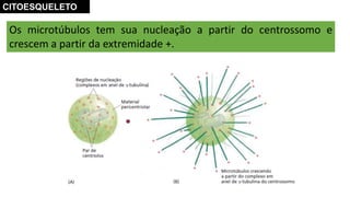 Os microtúbulos tem sua nucleação a partir do centrossomo e
crescem a partir da extremidade +.
CITOESQUELETO
 