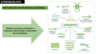 PARTICIPAÇÃO DE PROTEÍNAS ACESSÓRIAS
CITOESQUELETO
Proteínas acessórias coordenam a
nucleação, polimerização e organização
dos microtúbulos
 