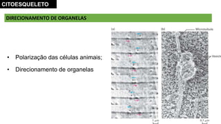 DIRECIONAMENTO DE ORGANELAS
CITOESQUELETO
• Polarização das células animais;
• Direcionamento de organelas
 