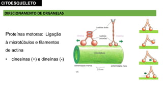 Proteínas motoras: Ligação
à microtúbulos e filamentos
de actina
• cinesinas (+) e dineínas (-)
DIRECIONAMENTO DE ORGANELAS
CITOESQUELETO
 