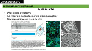 FILAMENTOS INTERMEDIÁRIOS
DISTRIBUIÇÃO
• Difusa pelo citoplasma
• Ao redor do núcleo formando a lâmina nuclear
• Filamentos fibrosos e resistentes
CITOESQUELETO
 