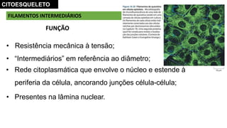 FILAMENTOS INTERMEDIÁRIOS
FUNÇÃO
CITOESQUELETO
• Resistência mecânica à tensão;
• “Intermediários” em referência ao diâmetro;
• Rede citoplasmática que envolve o núcleo e estende à
periferia da célula, ancorando junções célula-célula;
• Presentes na lâmina nuclear.
 