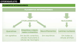 FILAMENTOS INTERMEDIÁRIOS
CITOESQUELETO
 