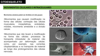 MOVIMENTOS CELULARES E INTRACELULARES
CITOESQUELETO
Movimentos celulares podem ser divididos em dois grupos:
•Movimentos que causam modificação na
forma das células: contração das células
musculares, mioepitelinas, endoteliais,
mióides, movimento amebóide e a divisão
celular.
•Movimentos que não levam a modificação
na forma das células: processos de
transporte intracelular de material não
acompanhado por deformação celular,
como, por exemplo, nas correntes
citoplasmáticas e no transporte de material
ao longo dos prolongamentos das células
nervosas.
 