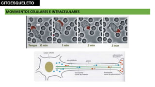 MOVIMENTOS CELULARES E INTRACELULARES
CITOESQUELETO
 