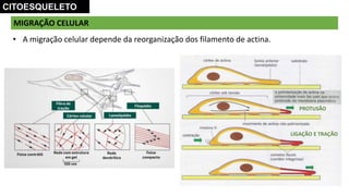 MIGRAÇÃO CELULAR
CITOESQUELETO
• A migração celular depende da reorganização dos filamento de actina.
PROTUSÃO
LIGAÇÃO E TRAÇÃO
 