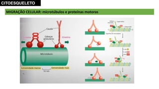 MIGRAÇÃO CELULAR: microtúbulos e proteínas motoras
CITOESQUELETO
 