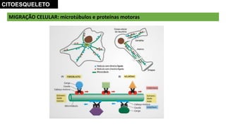 MIGRAÇÃO CELULAR: microtúbulos e proteínas motoras
CITOESQUELETO
 