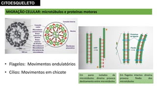 MIGRAÇÃO CELULAR: microtúbulos e proteínas motoras
CITOESQUELETO
Em pares isolados de
microtúbulos: dineína provoca
deslizamento entre microtúbulos
Em flagelos intactos: dineína
provoca flexão dos
microtúbulos
• Flagelos: Movimentos ondulatórios
• Cílios: Movimentos em chicote
 