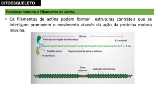 Proteínas motoras e Filamentos de Actina
CITOESQUELETO
• Os filamentos de actina podem formar estruturas contráteis que se
interligam promovem o movimento através da ação da proteína motora
miosina.
 