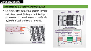 SARCÔMEROS E A CONTRAÇÃO MUSCULAR
CITOESQUELETO
• Os filamentos de actina podem formar
estruturas contráteis que se interligam
promovem o movimento através da
ação da proteína motora miosina.
 