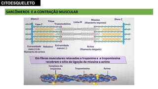 SARCÔMEROS E A CONTRAÇÃO MUSCULAR
CITOESQUELETO
 