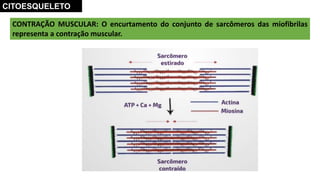 CONTRAÇÃO MUSCULAR: O encurtamento do conjunto de sarcômeros das miofibrilas
representa a contração muscular.
CITOESQUELETO
 