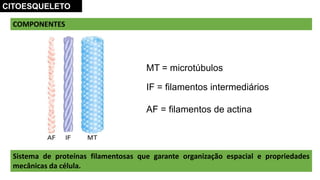 COMPONENTES
Sistema de proteínas filamentosas que garante organização espacial e propriedades
mecânicas da célula.
CITOESQUELETO
MT = microtúbulos
IF = filamentos intermediários
AF = filamentos de actina
 