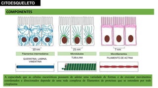 COMPONENTES
A capacidade que as células eucarióticas possuem de adotar uma variedade de formas e de executar movimentos
coordenados e direcionados depende de uma rede complexa de filamentos de proteínas que se estendem por todo
citoplasma
Filamentos intermediários Microtúbulos Microfilamentos
7 nm
QUERATINA, LAMINA,
VIMENTINA
TUBULINA FILAMENTO DE ACTINA
CITOESQUELETO
10 nm 25 nm
 