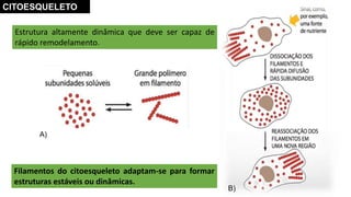 Estrutura altamente dinâmica que deve ser capaz de
rápido remodelamento.
Filamentos do citoesqueleto adaptam-se para formar
estruturas estáveis ou dinâmicas.
CITOESQUELETO
A)
B)
 