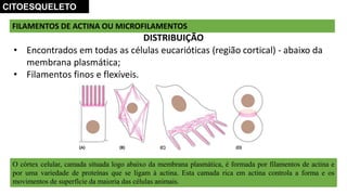 FILAMENTOS DE ACTINA OU MICROFILAMENTOS
O córtex celular, camada situada logo abaixo da membrana plasmática, é formada por filamentos de actina e
por uma variedade de proteínas que se ligam à actina. Esta camada rica em actina controla a forma e os
movimentos de superfície da maioria das células animais.
DISTRIBUIÇÃO
• Encontrados em todas as células eucarióticas (região cortical) - abaixo da
membrana plasmática;
• Filamentos finos e flexíveis.
CITOESQUELETO
 