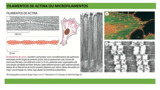 FILAMENTOS DE ACTINA OU MICROFILAMENTOS
FUNÇÃO
 