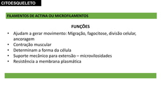 FILAMENTOS DE ACTINA OU MICROFILAMENTOS
FUNÇÕES
• Ajudam a gerar movimento: Migração, fagocitose, divisão celular,
ancoragem
• Contração muscular
• Determinam a forma da célula
• Suporte mecânico para extensão – microvilosidades
• Resistência a membrana plasmática
CITOESQUELETO
 