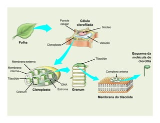 Célula
clorofilada
Esquema da
molécula de
clorofila
Folha
Parede
celular
Membrana externa
Núcleo
Vacúolo
Cloroplasto
Tilacóide
Membrana do tilacóide
clorofila
GranumCloroplasto
Membrana externa
Membrana
interna
Tilacóide
Granum
Estroma
DNA
Complexo antena
 