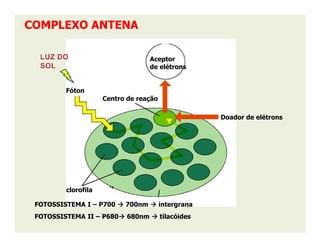 COMPLEXO ANTENACOMPLEXO ANTENA
Centro de reação
Aceptor
de elétrons
Doador de elétrons
Fóton
clorofila
FOTOSSISTEMA I – P700 700nm intergrana
FOTOSSISTEMA II – P680 680nm tilacóides
 