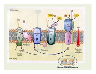 Membrana do tilacóide
 