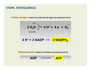 FotóliseFotólise da água:da água: quebra da molécula de água em presença de luz
Luz
Clorofila
O24 H+ + 4 e- +2 H2O
ETAPA FOTOQUÍMICAETAPA FOTOQUÍMICA
FotofosforilaçãoFotofosforilação:: adição de fosfato em presença de luz
ATPADP
2 NADPH24 H+ + 2 NADP
 