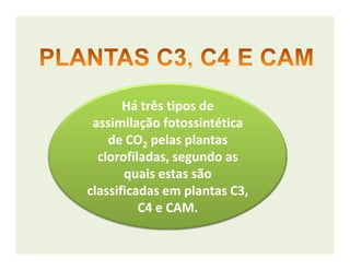 Há três tipos deHá três tipos de
assimilação fotossintéticaassimilação fotossintética
de COde CO pelas plantaspelas plantasde COde CO22 pelas plantaspelas plantas
clorofiladas, segundo asclorofiladas, segundo as
quais estas sãoquais estas são
classificadas em plantas C3,classificadas em plantas C3,
C4 e CAMC4 e CAM.
 