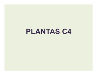 PLANTAS C4PLANTAS C4
 