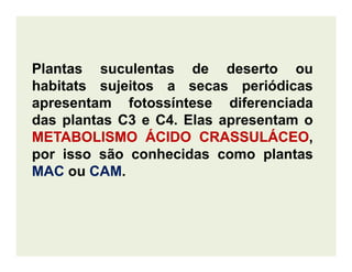 Plantas suculentas de deserto ou
habitats sujeitos a secas periódicas
apresentam fotossíntese diferenciada
das plantas C3 e C4. Elas apresentam o
METABOLISMOMETABOLISMO ÁCIDOÁCIDO CRASSULÁCEOCRASSULÁCEO,METABOLISMOMETABOLISMO ÁCIDOÁCIDO CRASSULÁCEOCRASSULÁCEO,
por isso são conhecidas como plantas
MACMAC ou CAMCAM.
 