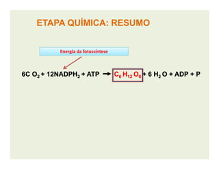 6C O6C O22 + 12NADPH+ 12NADPH22 + ATP+ ATP CC66 HH1212 OO66 + 6 H+ 6 H22 O + ADP + PO + ADP + P6C O6C O22 + 12NADPH+ 12NADPH22 + ATP+ ATP CC66 HH1212 OO66 + 6 H+ 6 H22 O + ADP + PO + ADP + P
ETAPA QUÍMICA: RESUMOETAPA QUÍMICA: RESUMO
Energia da fotossínteseEnergia da fotossíntese
 