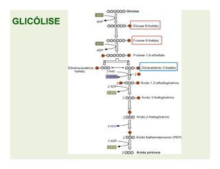 GLICÓLISEGLICÓLISE
 