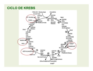 CICLO DE KREBSCICLO DE KREBS
 